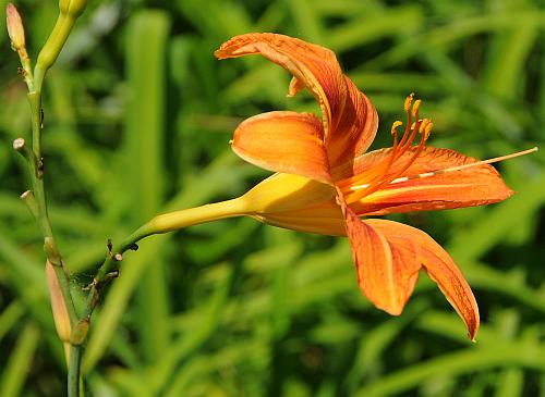 Hemerocallis_fulva_flower.jpg