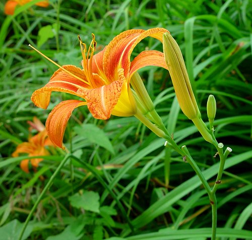 Hemerocallis_fulva_inflorescence.jpg