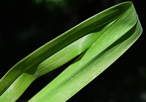 Hemerocallis_fulva_leaf.jpg