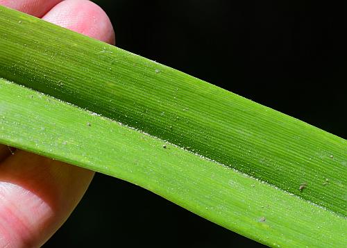 Hemerocallis_fulva_leaf1.jpg