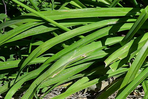 Hemerocallis_fulva_leaves.jpg