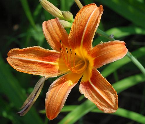 Hemerocallis_fulva_perianth.jpg