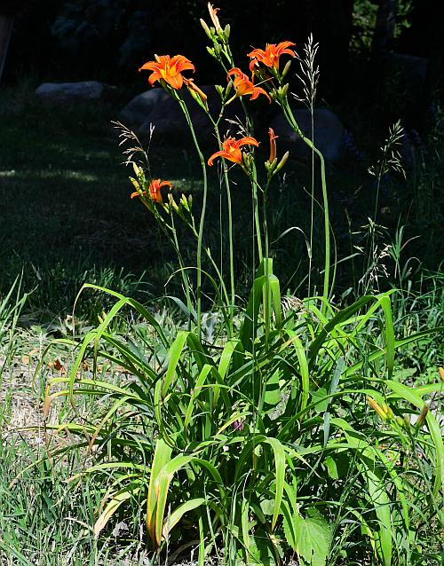 Hemerocallis_fulva_plant.jpg