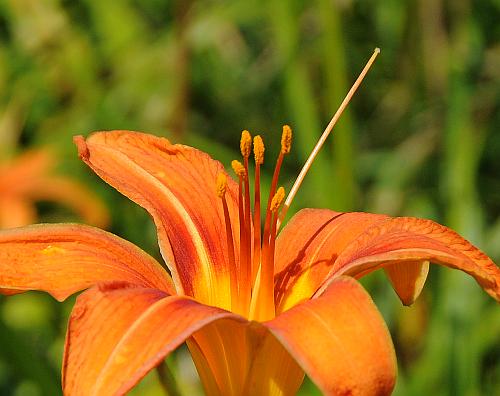 Hemerocallis_fulva_stamens.jpg