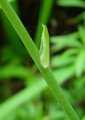 Hemerocallis_fulva_stem.jpg