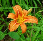 Hemerocallis fulva thumbnail