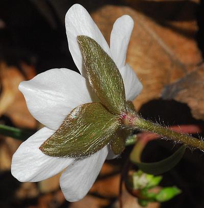 Hepatica_acutiloba_bracts.jpg