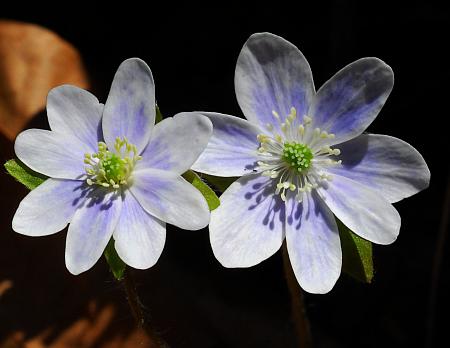 Hepatica_acutiloba_flower1.jpg