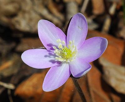 Hepatica_acutiloba_flower2.jpg