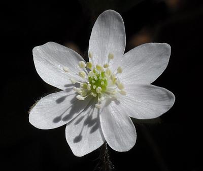 Hepatica_acutiloba_flower3.jpg