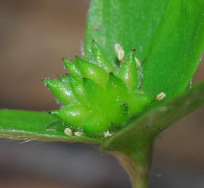 Hepatica_acutiloba_fruits.jpg