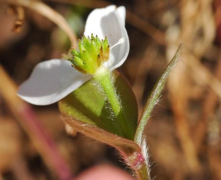 Hepatica_acutiloba_fruits2.jpg