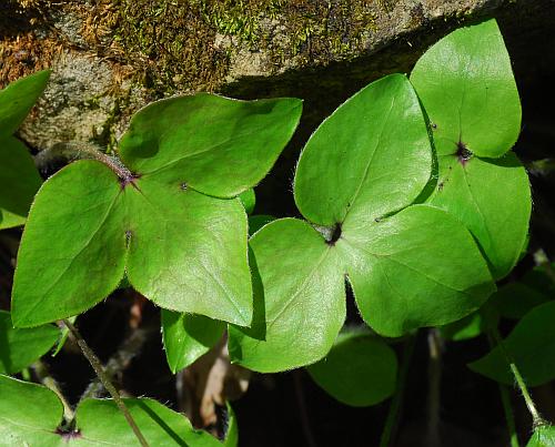 Hepatica_acutiloba_leaves.jpg