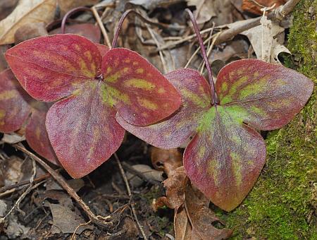 Hepatica_acutiloba_leaves2.jpg