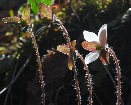 Hepatica_acutiloba_stems.jpg