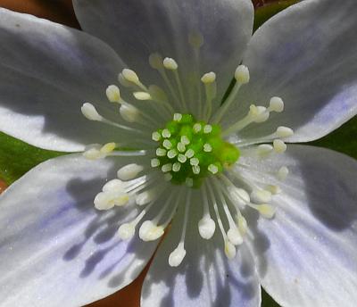 Hepatica_acutiloba_styles.jpg