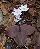 Hepatica acutiloba thumbnail