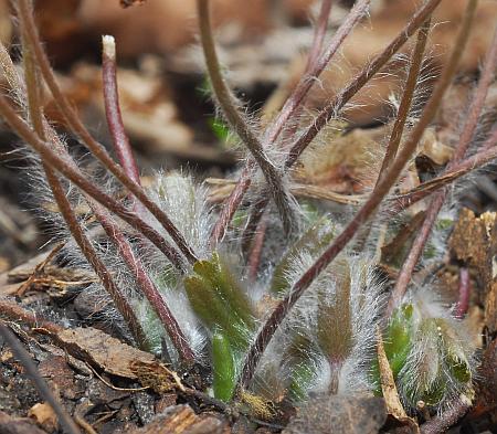 Hepatica_americana_basal.jpg