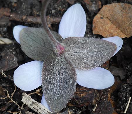 Hepatica_americana_bracts.jpg