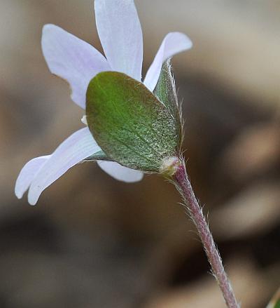 Hepatica_americana_bracts2.jpg