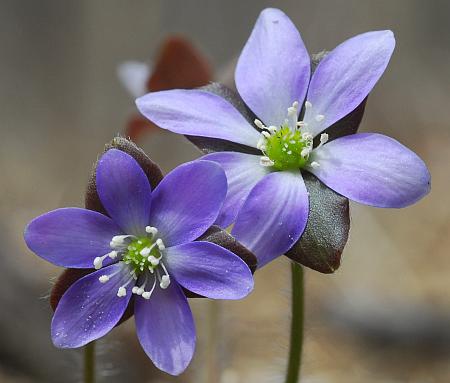 Hepatica_americana_flowers.jpg