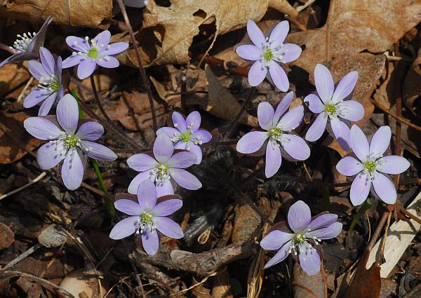 Hepatica_americana_habit.jpg