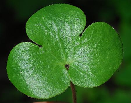 Hepatica_americana_leaf1.jpg