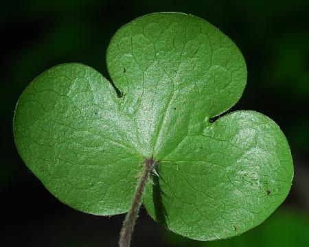 Hepatica_americana_leaf2.jpg