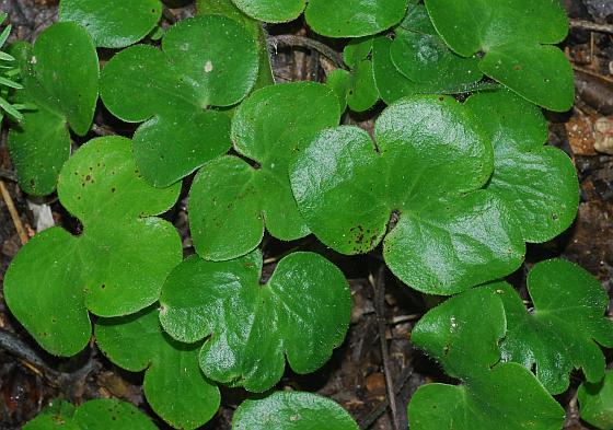 Hepatica_americana_leaves.jpg