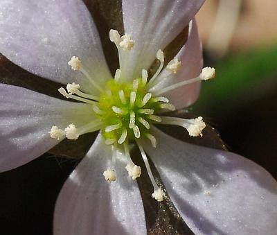 Hepatica_americana_styles.jpg