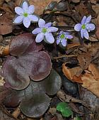 Hepatica americana thumbnail