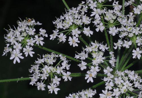 Heracleum_sphondylium_florets.jpg