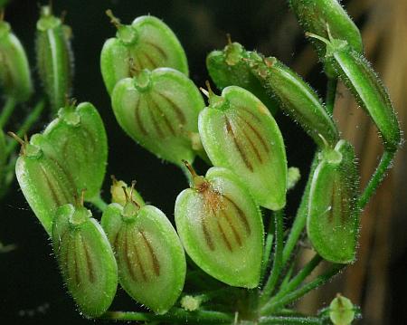 Heracleum_sphondylium_fruits.jpg