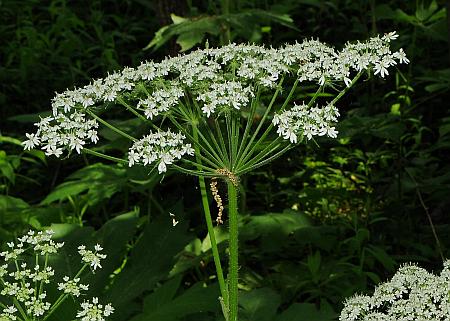 Heracleum_sphondylium_inflorescence.jpg