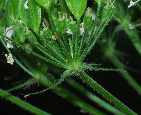 Heracleum_sphondylium_involucel.jpg