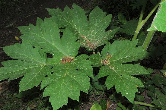 Heracleum_sphondylium_leaf.jpg