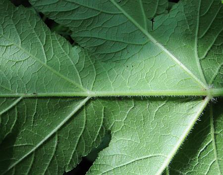 Heracleum_sphondylium_leaf2.jpg