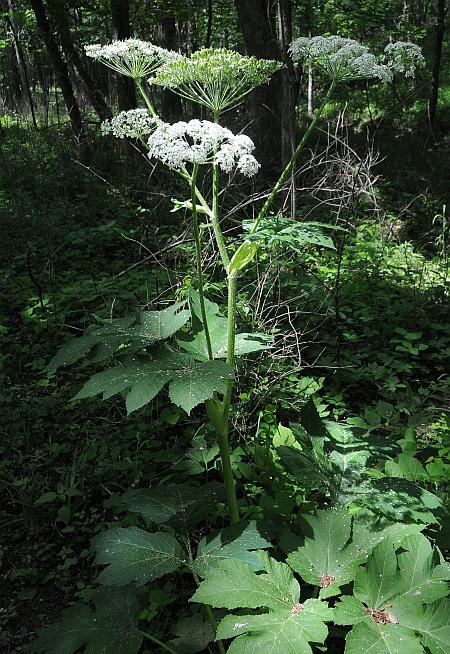 Heracleum_sphondylium_plant.jpg