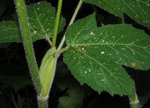 Heracleum_sphondylium_sheath.jpg