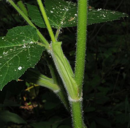 Heracleum_sphondylium_stem.jpg