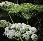 Heracleum sphondylium thumbnail