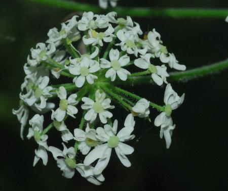 Heracleum_sphondylium_umbellet.jpg