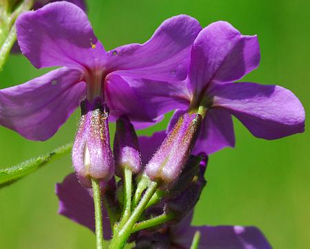 Hesperis_matronalis_calyces.jpg