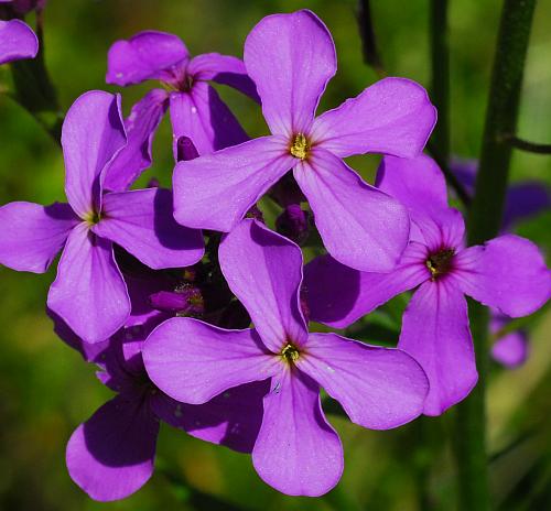 Hesperis_matronalis_corollas.jpg