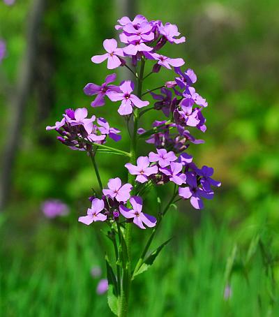 Hesperis_matronalis_inflorescence.jpg