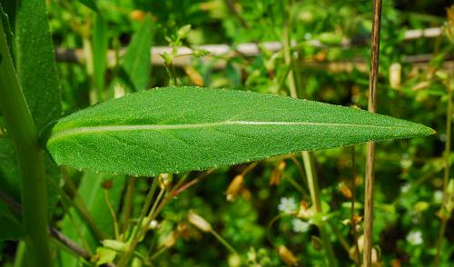 Hesperis_matronalis_leaf1.jpg