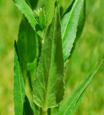 Hesperis_matronalis_leaf2.jpg