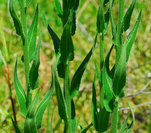 Hesperis_matronalis_leaves.jpg