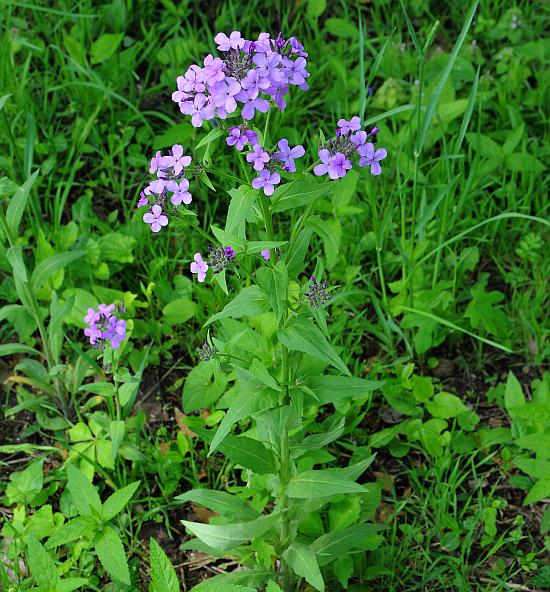 Hesperis_matronalis_plant.jpg