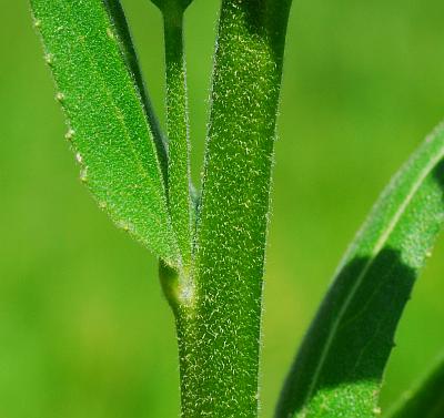 Hesperis_matronalis_stem.jpg